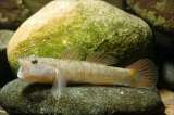 Los peces sí sienten dolor según la ciencia