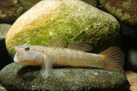 Los peces sí sienten dolor según la ciencia