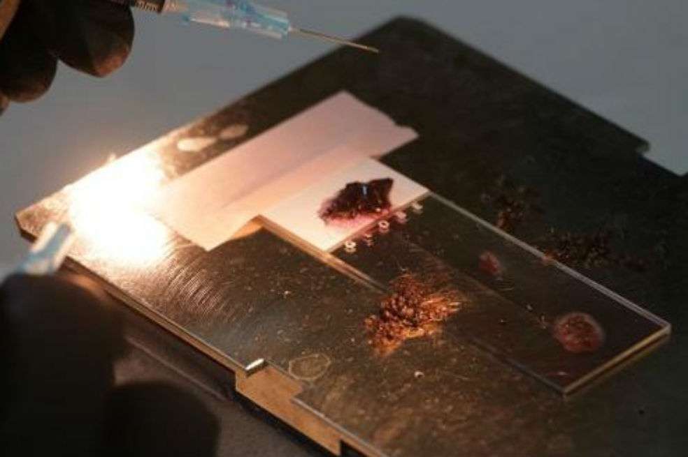 Extracción de esporozoítos del parásito de la malaria en el laboratorio de Elizabeth Winzeler. Imagen facilitada por UC San Diego Health. / EFE Futuro