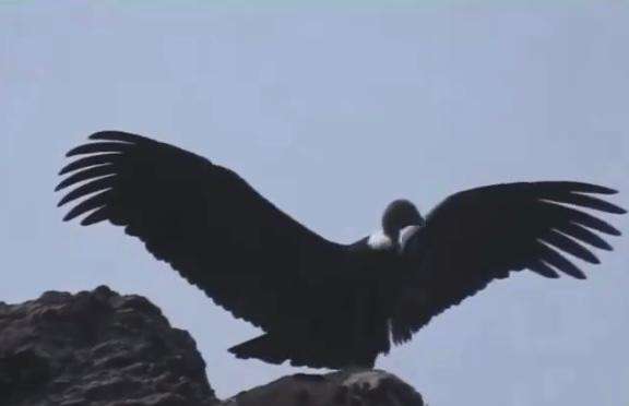 Cuatro cóndores jóvenes fueron avistados en el páramo del Almorzadero en Santander