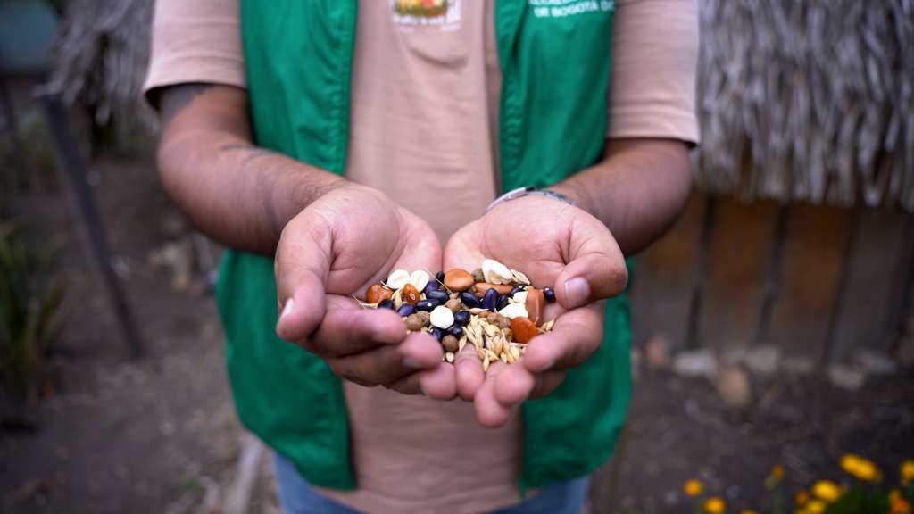 ¿Necesita semillas para su huerta? el Jardín Botánico de Bogotá le ayuda.