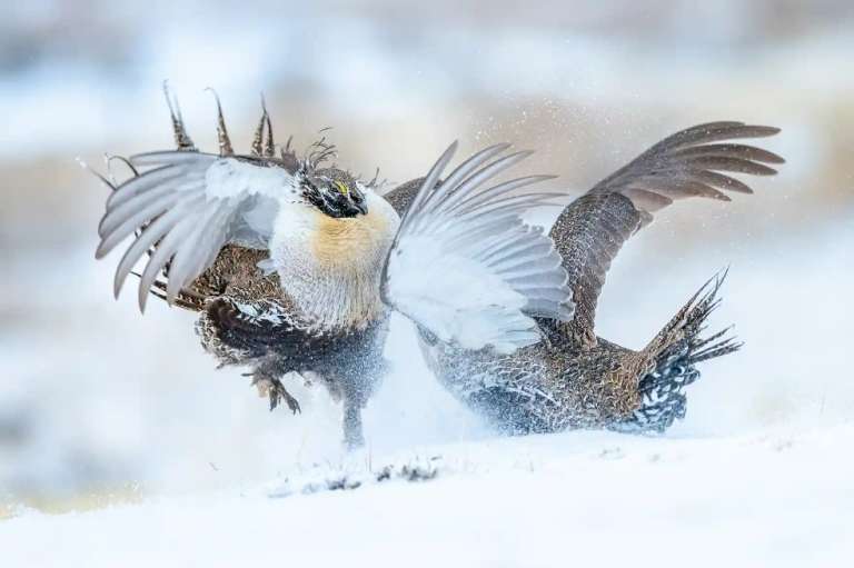 Categoría comportamiento animal: Peter Ismert captó a dos ejemplares de urogallo de las artemisas o gallo de salvia, en Colorado, Estados Unidos.