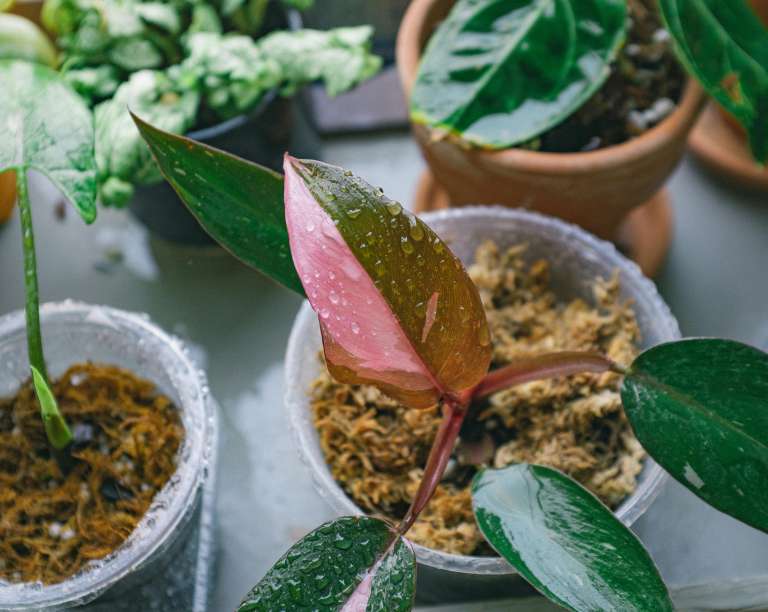 Philodendron Pink Princess