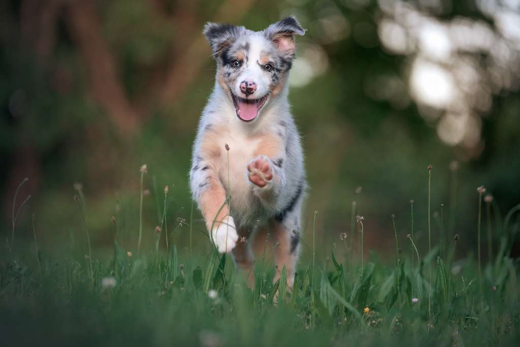 Datos curiosos sobre los perros.