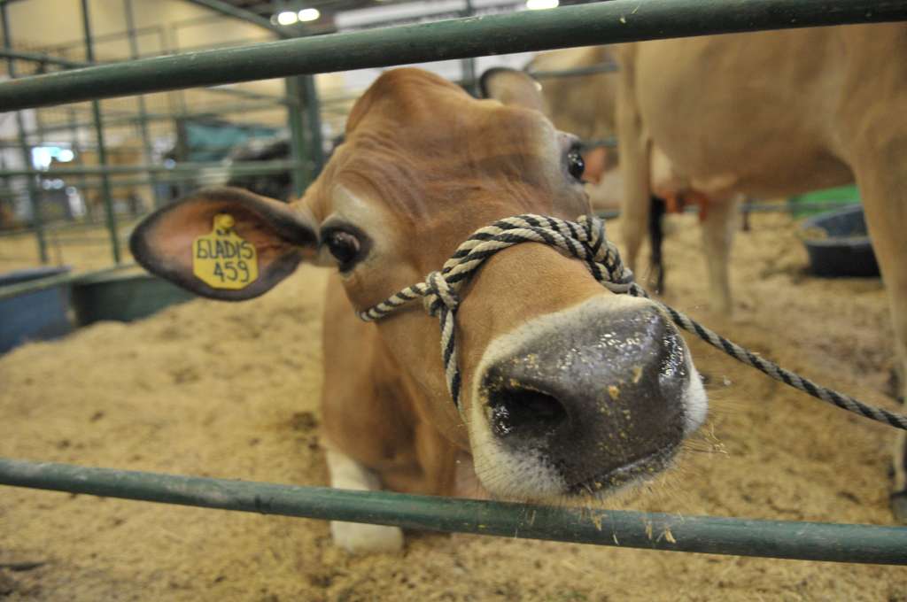 Feria comercial del Agro colombiano, tecnología, insumos, animales de exposición