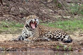 Los científicos van tras las huellas del jaguar en Los Katíos