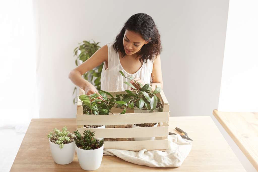 Cada planta es un individuo con necesidades únicas, por lo que la clave está en la observación constante y la capacidad de hacer ajustes sutiles para garantizar su bienestar
