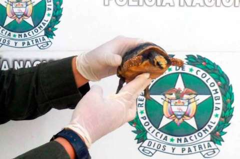 Secretaría de Ambiente, tras la pista de traficantes de carne de tortuga