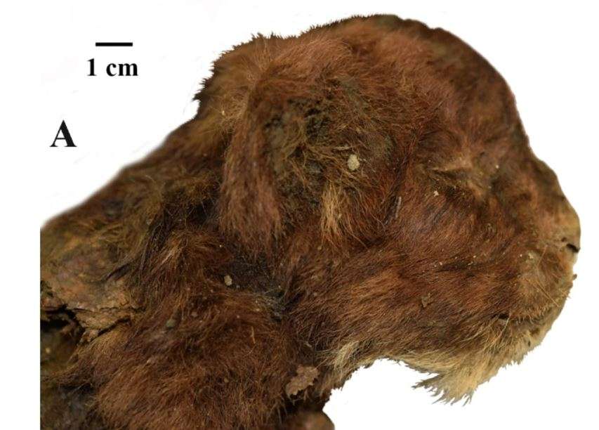Aspecto externo de cabeza de cachorros de félido grande de tres semanas de edad descubierto. /: Lopatin et al. Scientific Reports, 2024