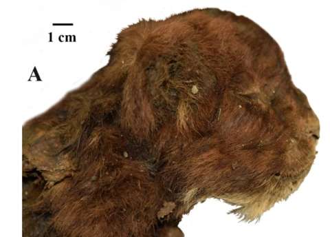 El hielo revela una momia de un gato cachorro dientes de sable excepcionalmente conservado