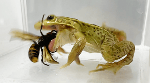 Cómo una rana pequeña logra cazar a uno de los insectos más temidos del planeta
