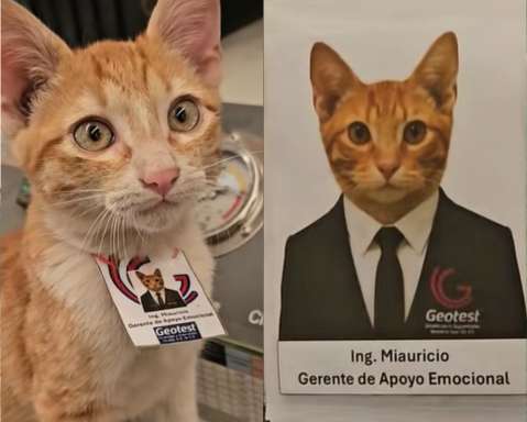 Gato rescatado de la calle se convirtió en el “gerente de apoyo emocional” de una empresa