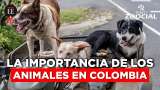 “Los medios de comunicación deben ser la voz de los animales”: Alejandra Giraldo