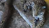Así fue el rescate de un impresionante jaguar en la cuenca baja del río Bogotá