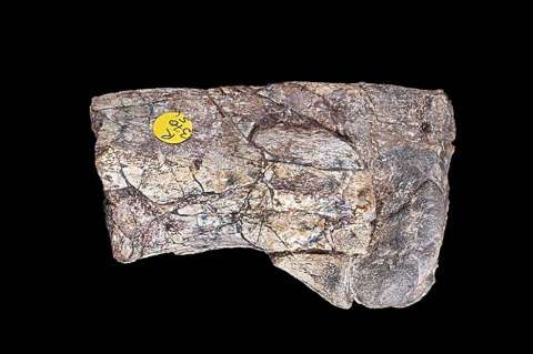 Los primeros dinosaurios al parecer eran más grandes de lo que creíamos