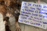 “No más violencia, no más maltrato animal”: Cojito, el perro herido por motobomba