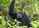 El uso de antibióticos está afectando a los chimpancés salvajes