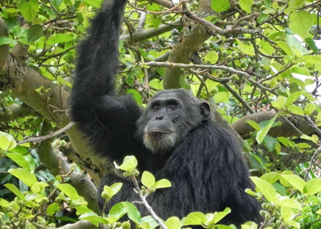 La resistencia a la sulfonamida no solo apareció en el 74 % de las muestras humanas en general, sino también en el 48 % de las muestras de chimpancés