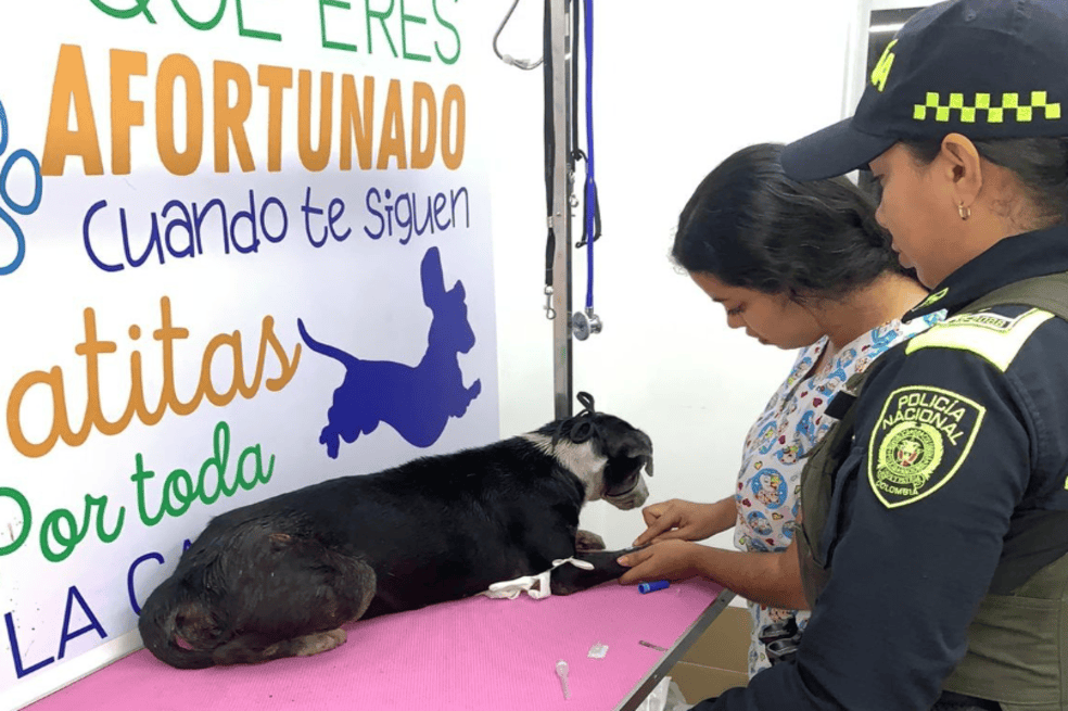 Perrita apuñalada
