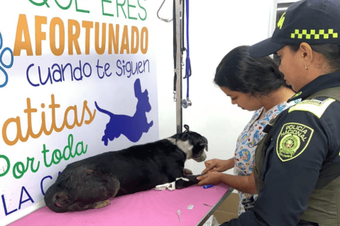 Autoridades capturaron a hombre que hirió a perrita con un cuchillo en Barranquilla