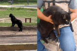 Gato negro desata el pánico en un parque público al ser confundido con una pantera