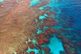 Crean el primer seguro para proteger un arrecife de coral