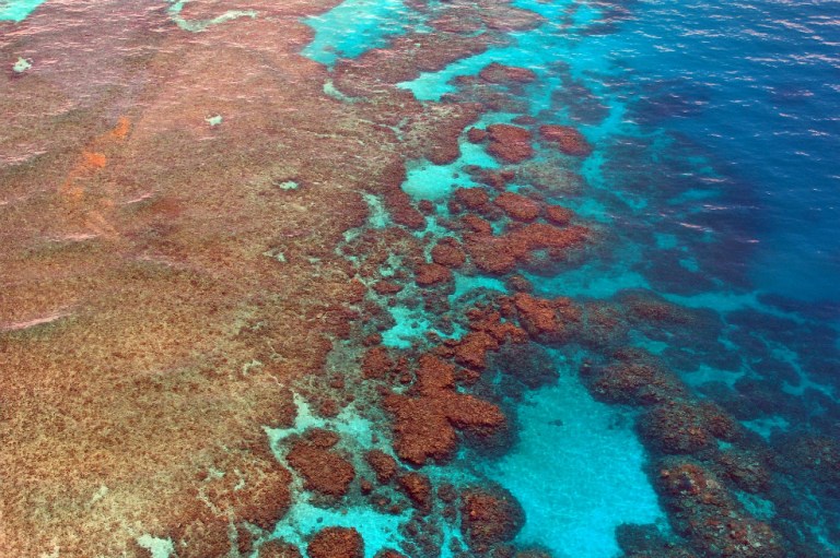 La Gran Barrera de Coral está en estado “crítico” debido a la crisis climática