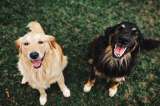 ¿Los perros pueden comer papaya?