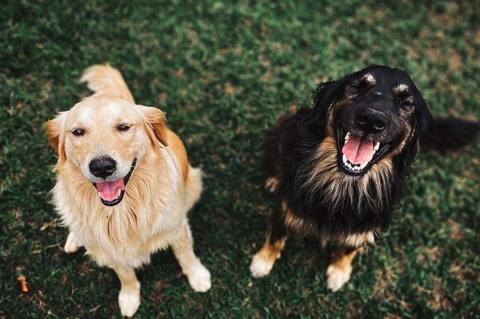 Conoce las enfermedades más comunes que tu perro puede padecer, cuáles son los síntomas y cómo tratarlas.