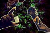 Cannabis medicinal: industria estancada en Bogotá, que pide nuevas reglas de juego