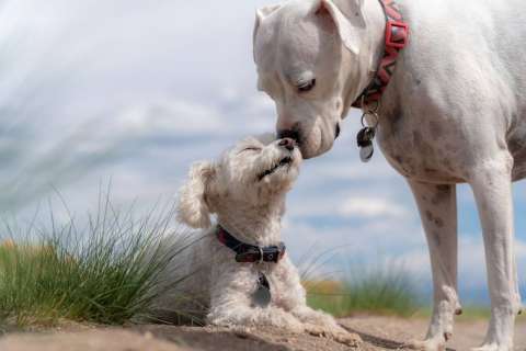 ¿Cuál es realmente la esperanza de vida de un perro?