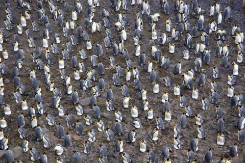 El pingüino rey, enfrentado al exilio o la muerte por el cambio climático