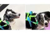 Perro de servicio sorprende al llevar a su dueña a una silla de juguete