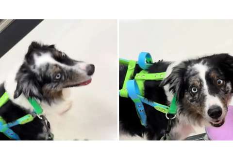 Perro de servicio sorprende al llevar a su dueña a una silla de juguete