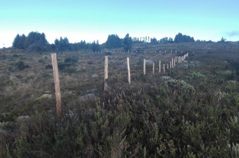 Tractor aplastó 331 frailejones en los páramos de Telecom y Merchán, en Boyacá