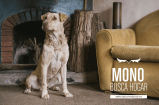 ¿Quiere una mascota?, estos perros y gatos buscan un hogar para toda la vida