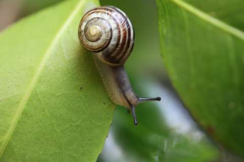 UICN actualiza su Lista Roja: más de 49.500 especies están amenazadas de extinción