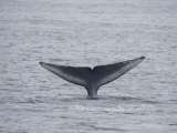 Este puede ser el primer video de una ballena azul amamantando a su cría