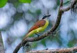 Corantioquia libera 231 aves con el objetivo de proteger ecosistemas