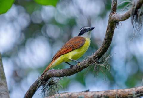 Corantioquia libera 231 aves con el objetivo de proteger ecosistemas