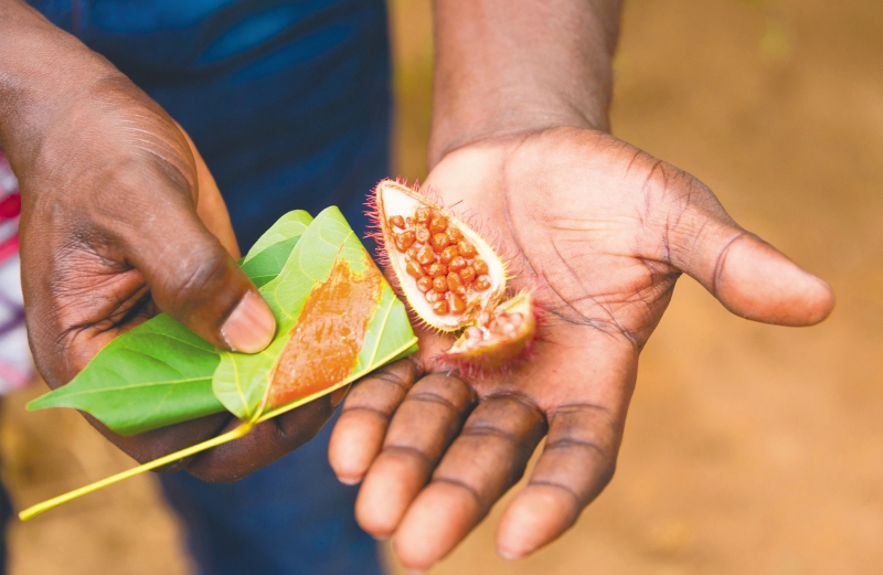 Achiote, planta milenaria. / Flickr - Forest and Kim Starr