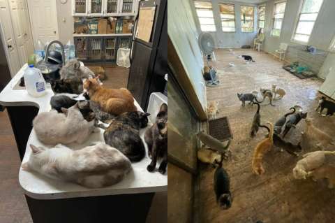 Crueldad animal: maestra tenía más de 300 animales en pésimas condiciones en su casa