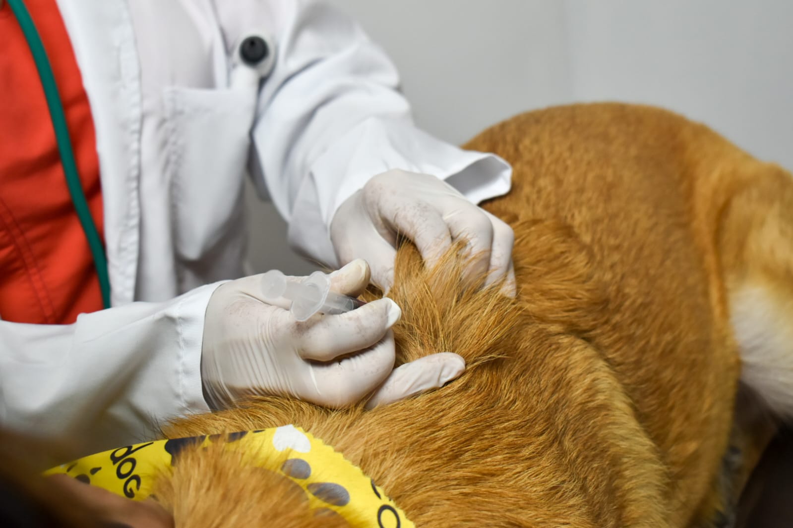 Este centro podrá ofrecer servicios médico- veterinarios a animales en condición de vulnerabilidad.