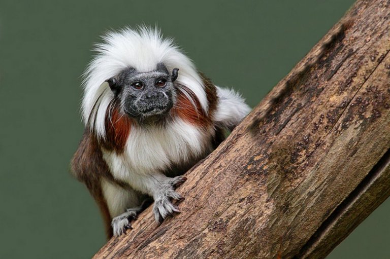 Extinción de grandes animales está acelerando el cambio climático