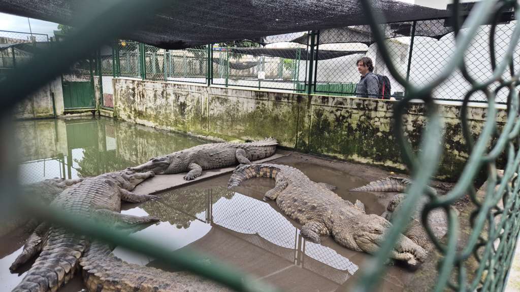 Uno de los estanques en el que se encuentran cocodrilos del Orinoco en la Estación Roberto Franco.