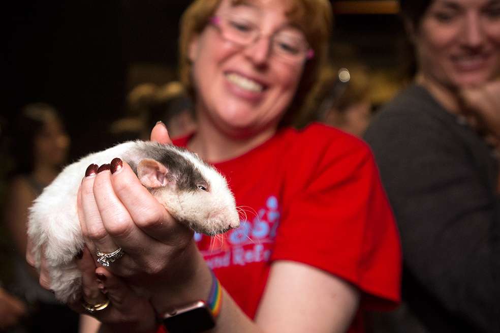 Las ratas son proporcionadas por Rattie Ratz, una asociación sin fines de lucro de California que ayuda a colocar ratas en los hogares como animales domésticos. / AFP