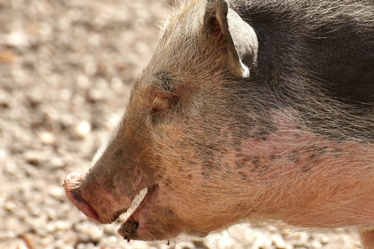 Científicos mantienen vivos cerebros de cerdos decapitados por hasta 36 horas