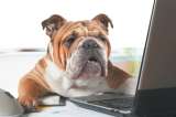 Los perros también van a la oficina