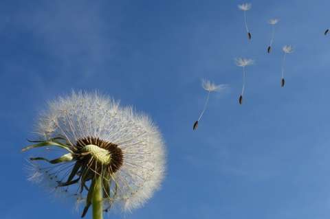 5 beneficios de la planta diente de león para el cuerpo