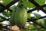 ¿Qué es la badea, la fruta colombiana que sorprende en el mundo y para qué sirve?